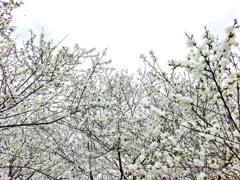 自贡牛佛龙骨山庄花如雪