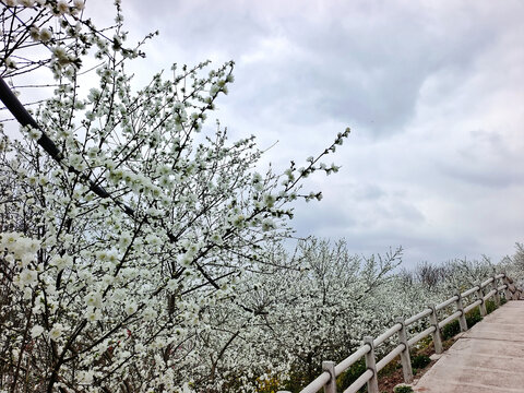 自贡牛佛龙骨山庄梨花小路