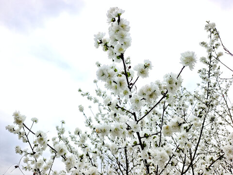 自贡牛佛龙骨山庄梨花