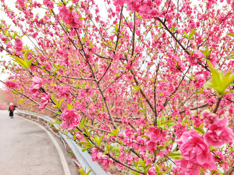 自贡牛佛龙骨山庄花径