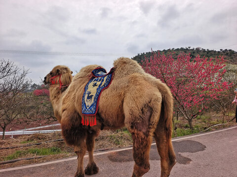 自贡牛佛龙骨山庄骆驼