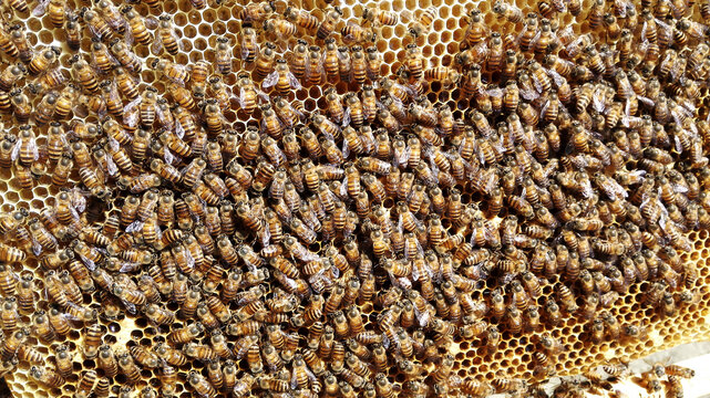 蜜蜂群
