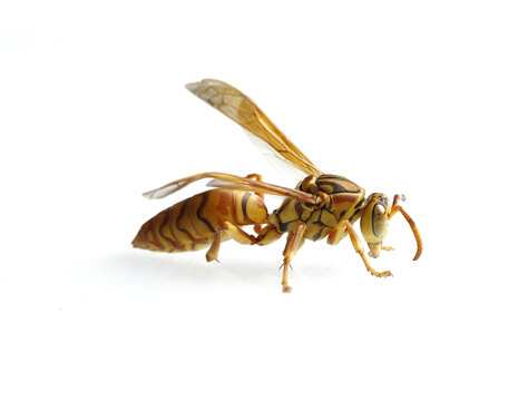 黄蜂马蜂胡蜂大黄蜂