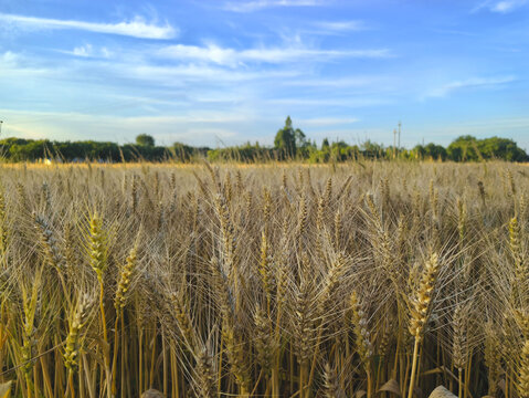 种植小麦