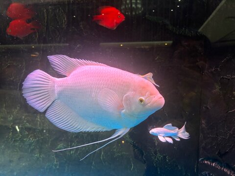 水族馆大白鱼灯光鱼池