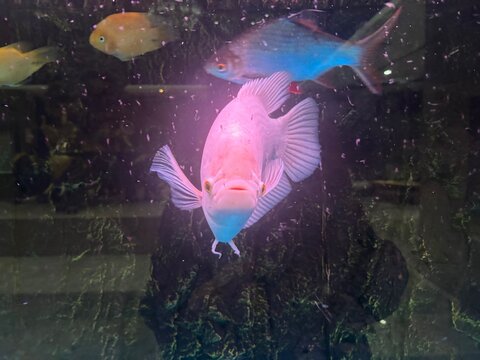 水族馆白色鱼正面粉色鱼