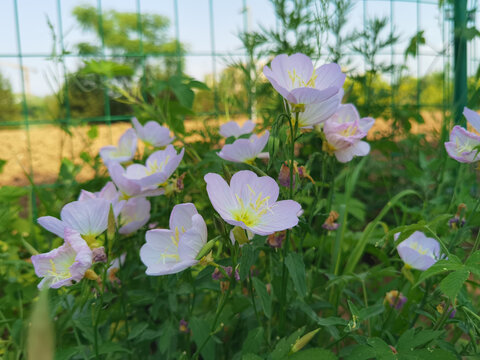 美丽月见草花