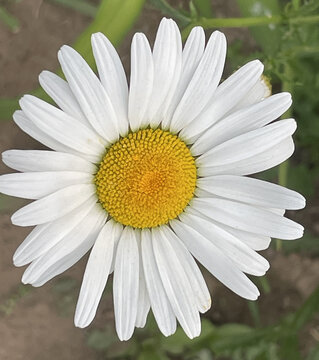 白色小雏菊