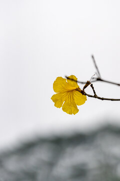 花黄风铃