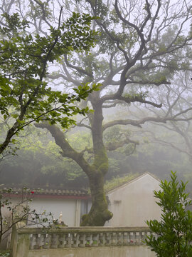 普陀山鹅耳枥基地云雾风景