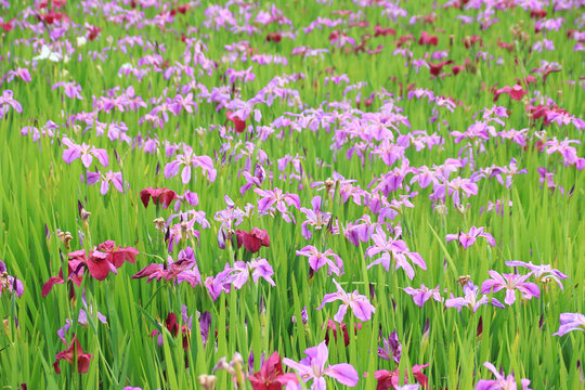 鸢尾花盛开