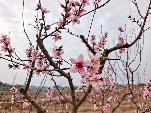 自贡龙潭桃花