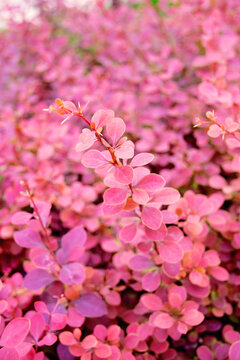 紫叶小檗红叶小檗观赏植物