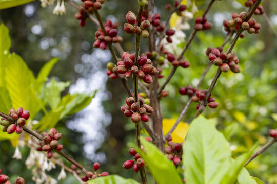 海南咖啡种植咖啡果