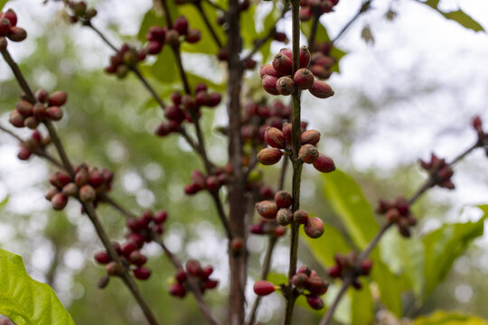 海南咖啡种植咖啡果