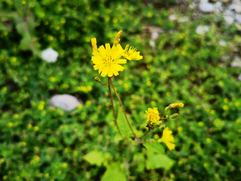 黄色小野菊
