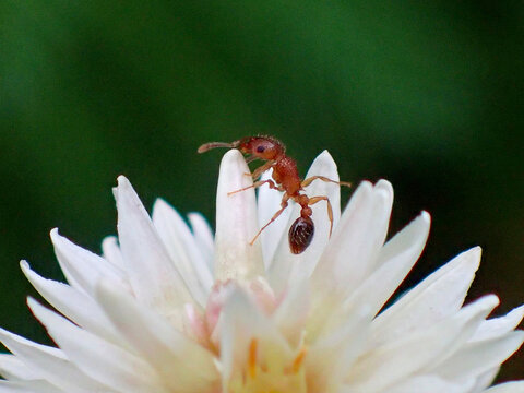 蚂蚁和花卉