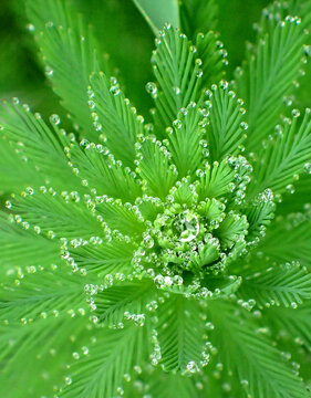 植物花草特写