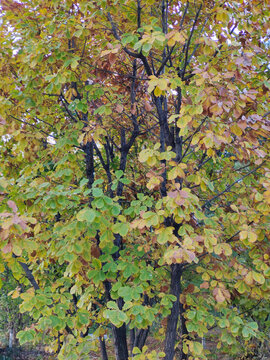 秋天的锐齿槲栎树