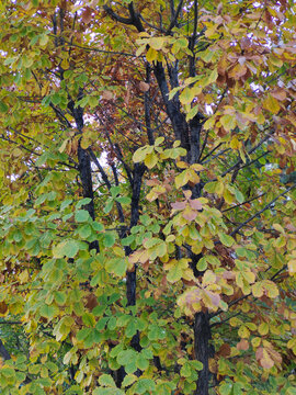 秋天的锐齿槲栎树