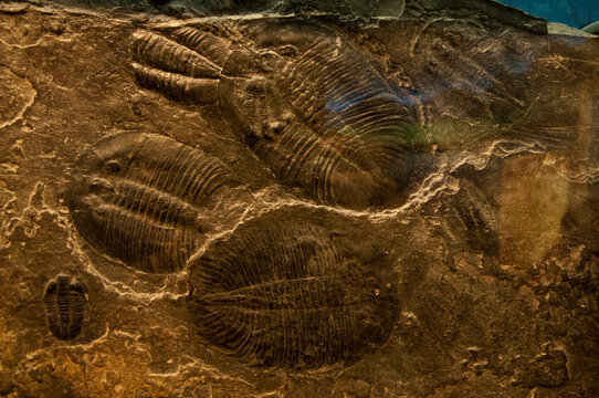 海洋生物化石