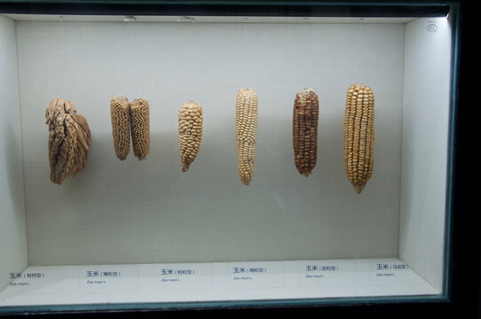 玉米种子标本