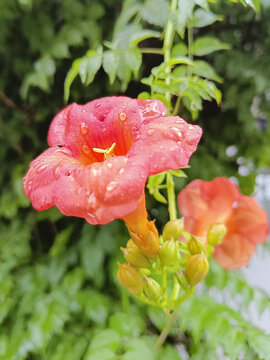 凌霄花