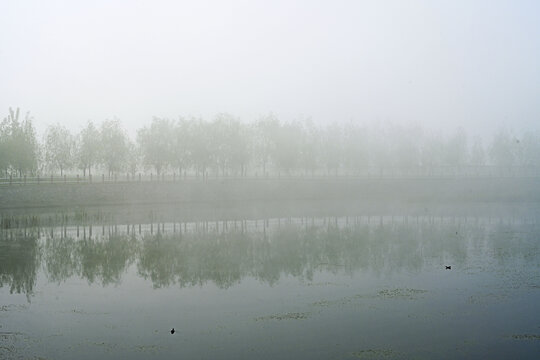晨雾池塘