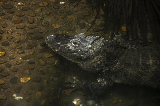 广州动物园鳄鱼特写