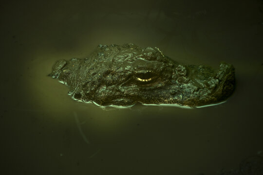 广州动物园鳄鱼特写