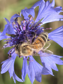 刺儿菜花朵上采蜜的蜜蜂