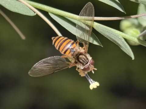 食蚜蝇微距特写