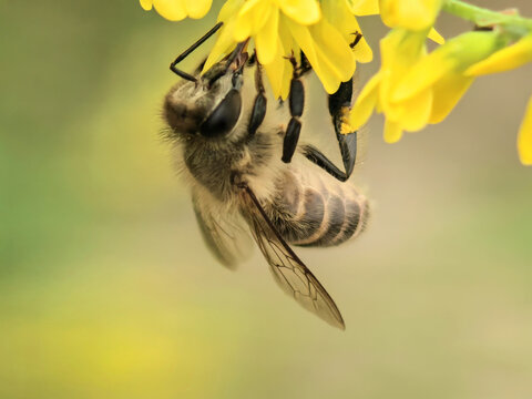 黄色花朵上采蜜的蜜蜂特写