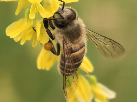 黄色花朵上采蜜的蜜蜂特写