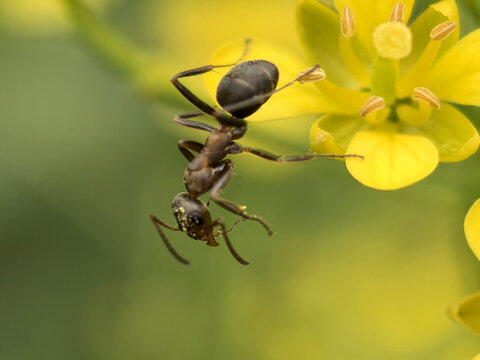 黄花上的蚂蚁微距特写