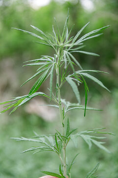 端午节艾蒿艾草