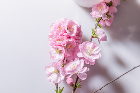 粉色桃花花瓣高清素材