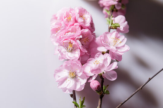 粉色桃花花瓣高清素材
