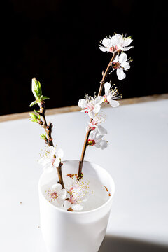 白色杏花花瓣素材