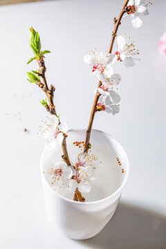 白色杏花花瓣素材