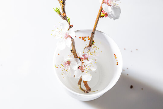 白色杏花