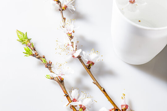 白色杏花