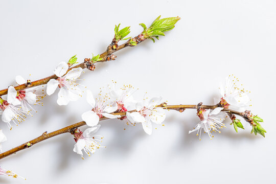白色杏花