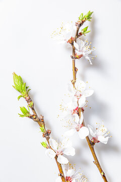 白色杏花