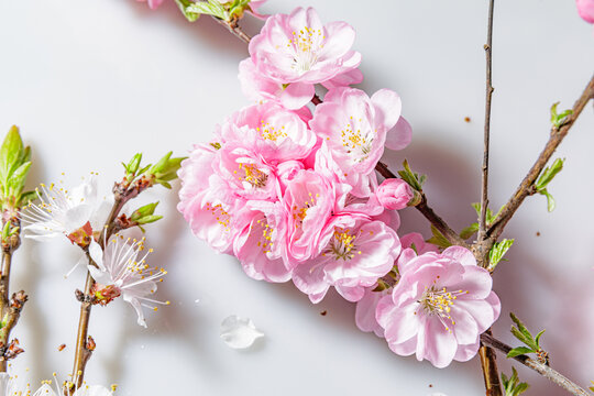 粉色桃花