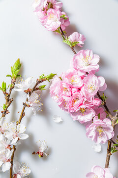 粉色桃花