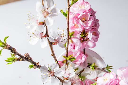 粉色桃花花瓣棚拍
