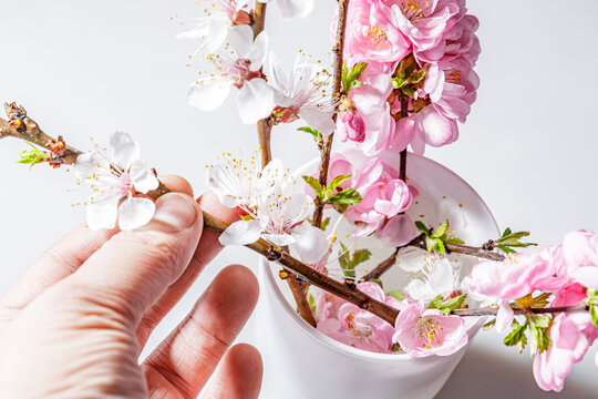 桃花杏花