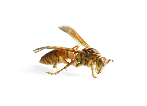 黄蜂马蜂胡蜂大黄蜂