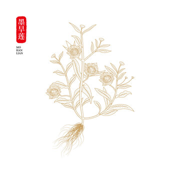 墨旱莲